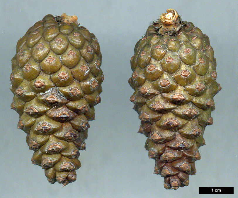 High resolution image: Family: Pinaceae - Genus: Pinus - Taxon: nigra - SpeciesSub: subsp. pallasiana var. pyramidata